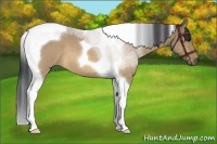 Horse Color:Bay Roan Dun Tobiano Brindle 