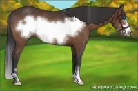 Horse Color:Bay Sabino Frame Rabicano