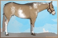 Horse Color:White Spotted Liver Red Dun 