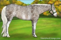 Horse Color:White Spotted Liver Chestnut Ice 