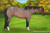 Horse Color:Bay Roan 