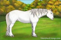 Horse Color:White Spotted Silver Amber Champagne Roan Dun Splash 