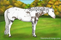 Horse Color:Liver Chestnut Sabino 