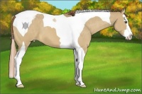 Horse Color:Red Dun Splash Tobiano Appaloosa