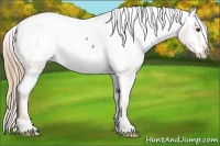 Horse Color:Red Roan Frame Appaloosa 