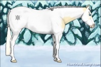 Horse Color:Gold Cream Champagne Dun Splash Tobiano Frame 