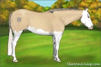 Horse Color:Silver Classic Champagne Dun Splash 