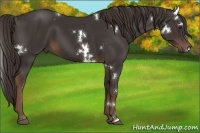 Horse Color:White Spotted Liver Chestnut 