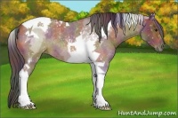 Horse Color:Nacre Bay Roan Tobiano 