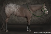 Horse Color:Liver Chestnut Sabino Rabicano 