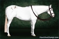 Horse Color:White Spotted Buckskin Dun Appaloosa 