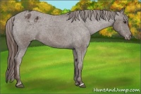 Horse Color:Liver Chestnut Appaloosa 