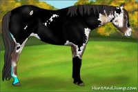 Horse Color:Liver Red Onyx Appaloosa