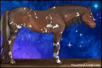 Horse Color:White Spotted Liver Chestnut