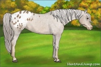 Horse Color:Chocolate Palomino Appaloosa 