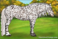 Horse Color:Silver Brown Sabino Appaloosa 