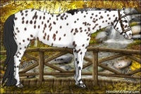 Horse Color:Bay Appaloosa