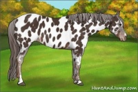 Horse Color:Liver Chestnut Sabino Near Leopard 