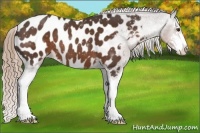 Horse Color:Liver Chestnut Sabino Appaloosa 