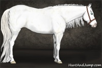 Horse Color:Perlino Dun Frame Appaloosa 