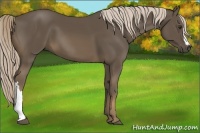 Horse Color:Chocolate Palomino 