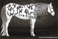Horse Color:Smoky Black Splash Appaloosa 