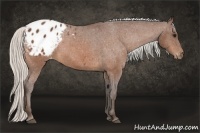 Horse Color:Silver Bay Appaloosa 