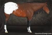 Horse Color:Bay Snowcap 