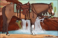 Horse Color:Chocolate Buckskin 