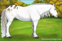 Horse Color:Chocolate Palomino Onyx Frame Appaloosa 