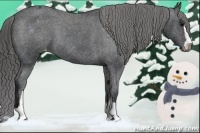 Horse Color:Black Sabino Appaloosa 