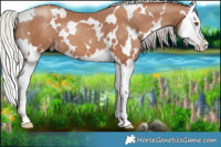 Horse Color:White Spotted Silver Classic Champagne Splash 