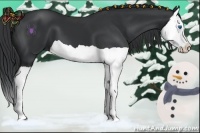 Horse Color:Black Splash