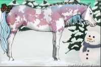 Horse Color:Watercolor White Spotted Brown Splash Appaloosa Rabicano