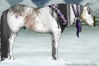 Horse Color:White Spotted Bay Ice Rabicano