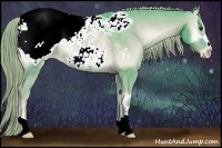 Horse Color:Watercolor Chocolate Palomino Onyx Sabino Appaloosa Rabicano 