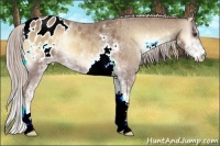 Horse Color:Palomino Onyx Sabino Appaloosa