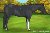 Horse Color:Black Tobiano Rabicano 