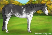 Horse Color:White Spotted Smoky Black