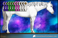 Horse Color:Liver Chestnut Sabino Appaloosa