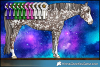 Horse Color:Liver Chestnut Sabino Appaloosa 