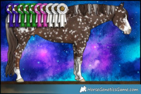 Horse Color:Liver Chestnut Sabino Blanket 
