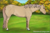 Horse Color:Palomino Dun