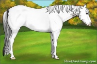 Horse Color:White Spotted Brown 