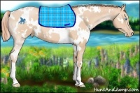 Horse Color:White Spotted Buckskin Pearl 