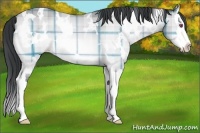 Horse Color:Plaid  White Spotted Sable Champagne Chinchilla Splash 