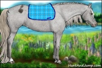 Horse Color:Liver Chestnut Sabino Varnish 
