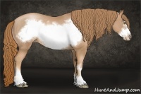 Horse Color:Chestnut Pearl Sabino Frame Rabicano