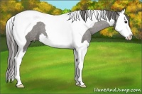 Horse Color:Grullo Splash Tobiano Varnish