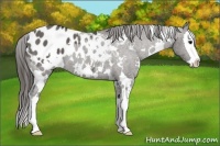 Horse Color:White Spotted Grullo Splash Appaloosa